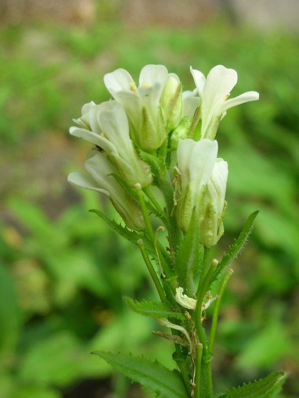 Pseudoturritis turrita (= Arabis turrita) / Arabetta maggiore